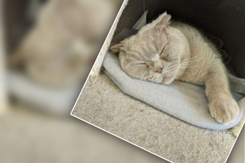 Viele Katzen-Freunde wollen Chanel adoptieren, doch eins haben sie dabei nicht bedacht