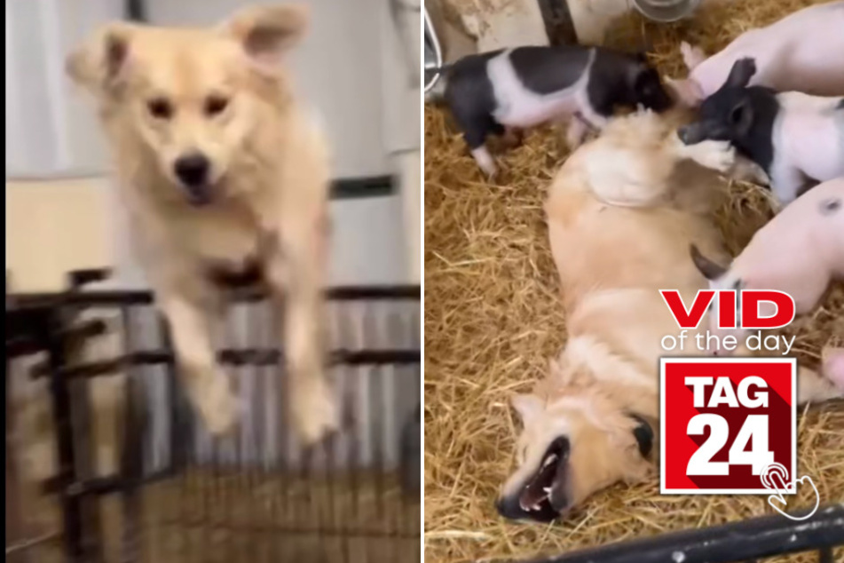 viral videos: Viral Video of the Day for April 11, 2023: Paws and Pigs!