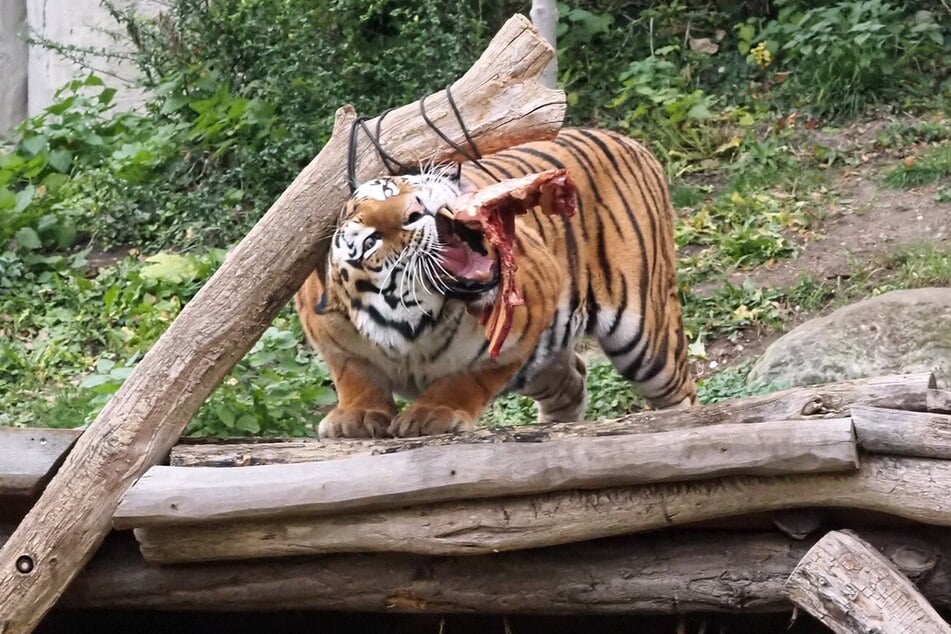 Zusammen mit Tiger-Dame Yushka soll Czar eigentlich für Nachwuchs sorgen. Doch nachdem ein erster Annäherungsversuch nicht so gut verlaufen war, geht es der Kater erst einmal vorsichtig an.