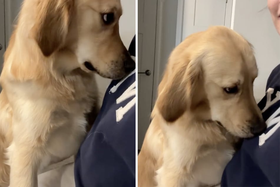 Golden retriever has dramatic reaction to owner's "betrayal"