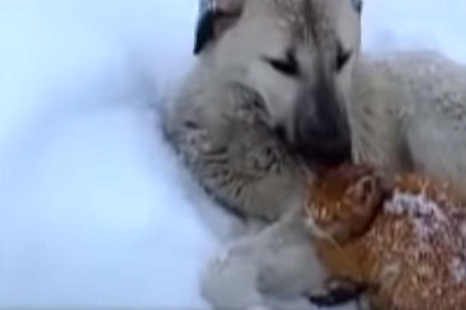 Katze scheint im Schneesturm fast zu erfrieren: Unglaublich, wie dieser streunende Hund reagiert