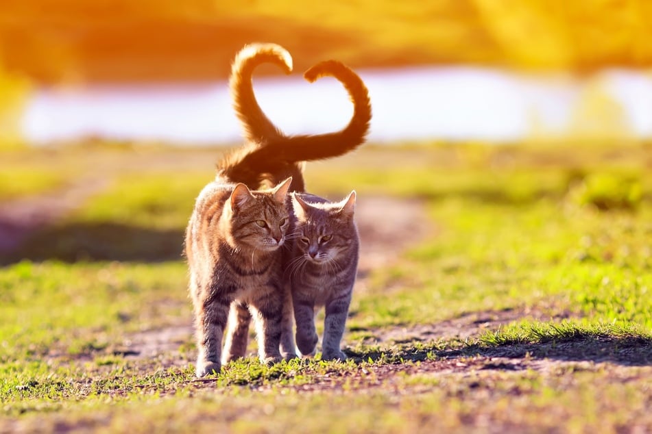 Katzen wedeln mit der Schwanzspitze, wenn sie sich zueinander hingezogen fühlen und ihre Zuneigung ausdrücken möchten. Dieses Verhalten zeigen sie auch gegenüber Menschen.