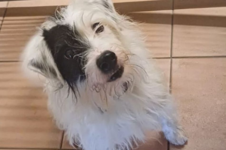 Das Tierheim Köln-Dellbrück ist auf der Suche nach erfahrenen Menschen für Terrier-Mix Struppi.