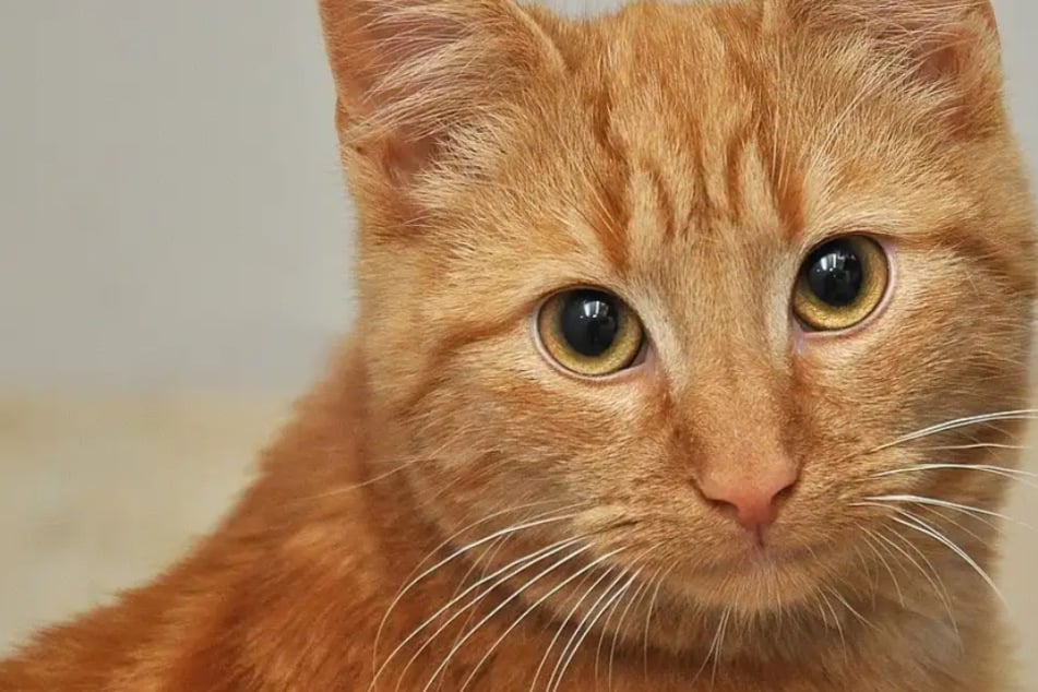 Kater Nacho hat noch Hoffnung: Wer schenkt dem Charakterkopf ein Zuhause?