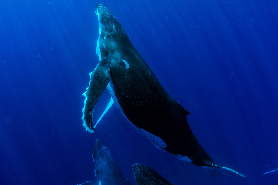 Blauwale sind die größten Säugetiere der Erde.