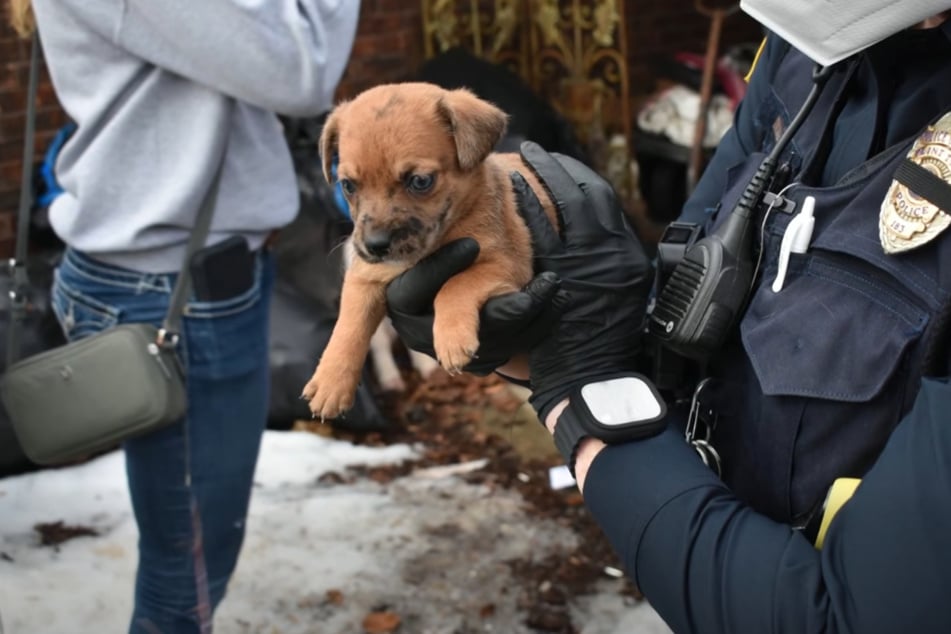 Die zuständigen Behörden befreiten aus dem vermüllten Anwesen einige Welpen.