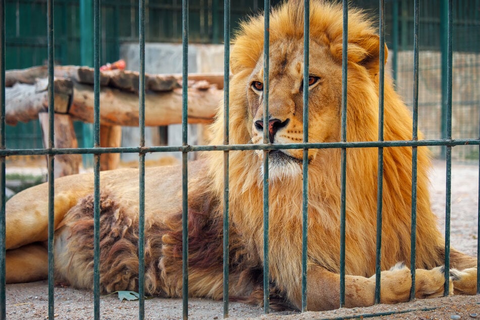 The dying lion was offered lamb soup, rabbit, chicken soup, and beef, but could not eat before he succumbed to Covid-19 at the Vandular Zoo (stock image).