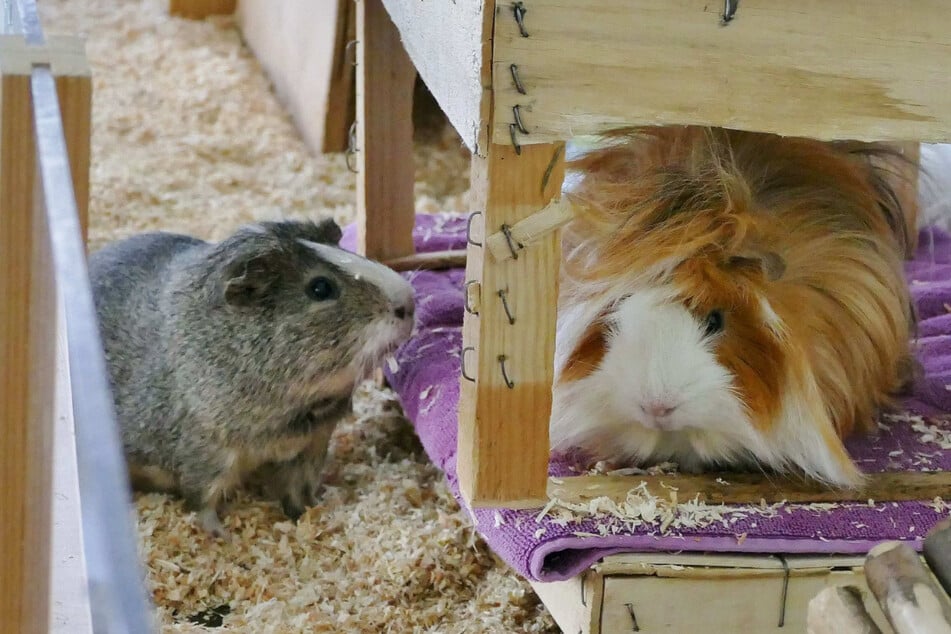 Glatthaar-Meerschwein Bärli (l.) und Rosetten-Meerschwein Albin suchen ein gemeinsames Zuhause.