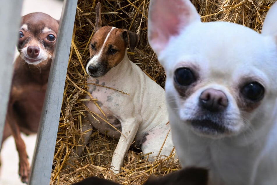 Mezcla de chihuahua, jack russell y dachshund miniatura: Así de adorable se ve Max, el perro, pero…