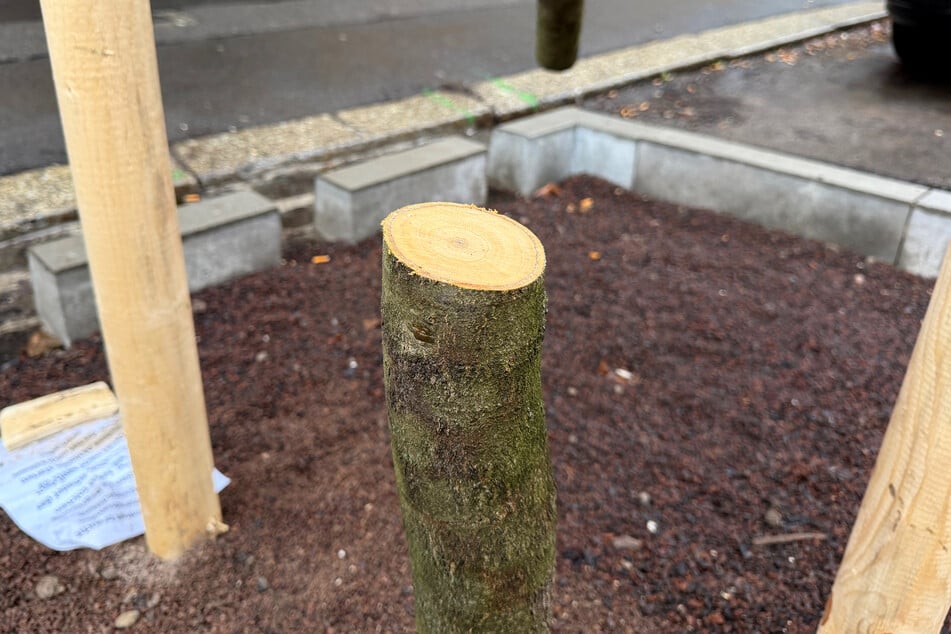 Der Baum wurde am unteren Ende des Stammes abgesägt.