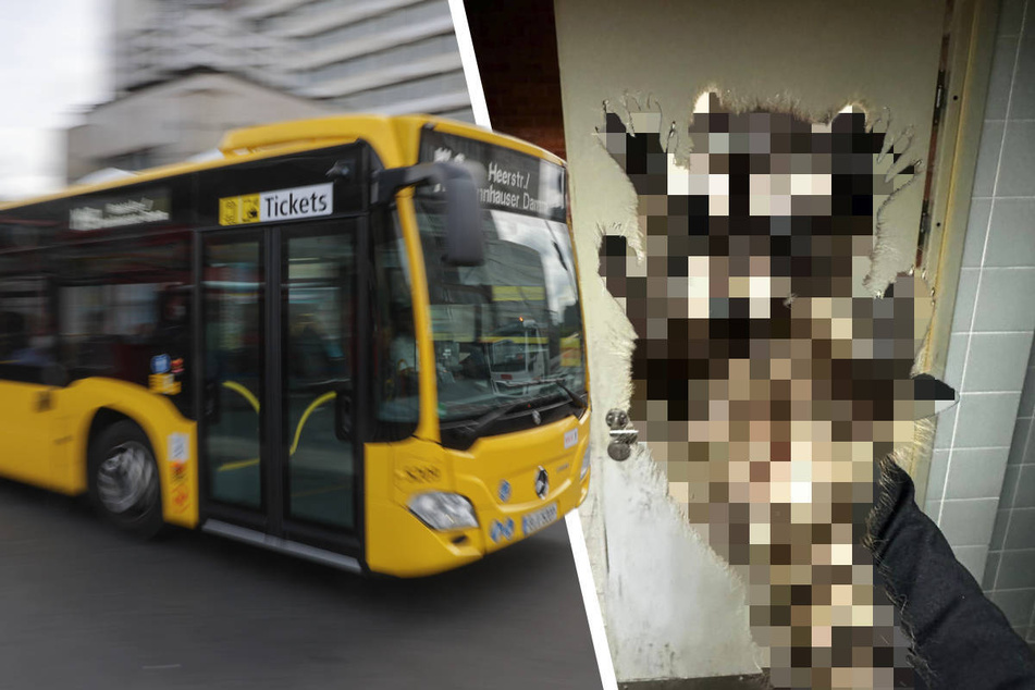 Berlin: Schwarzfahren mal anders: Busfahrer entdeckt süßen blinden Passagier