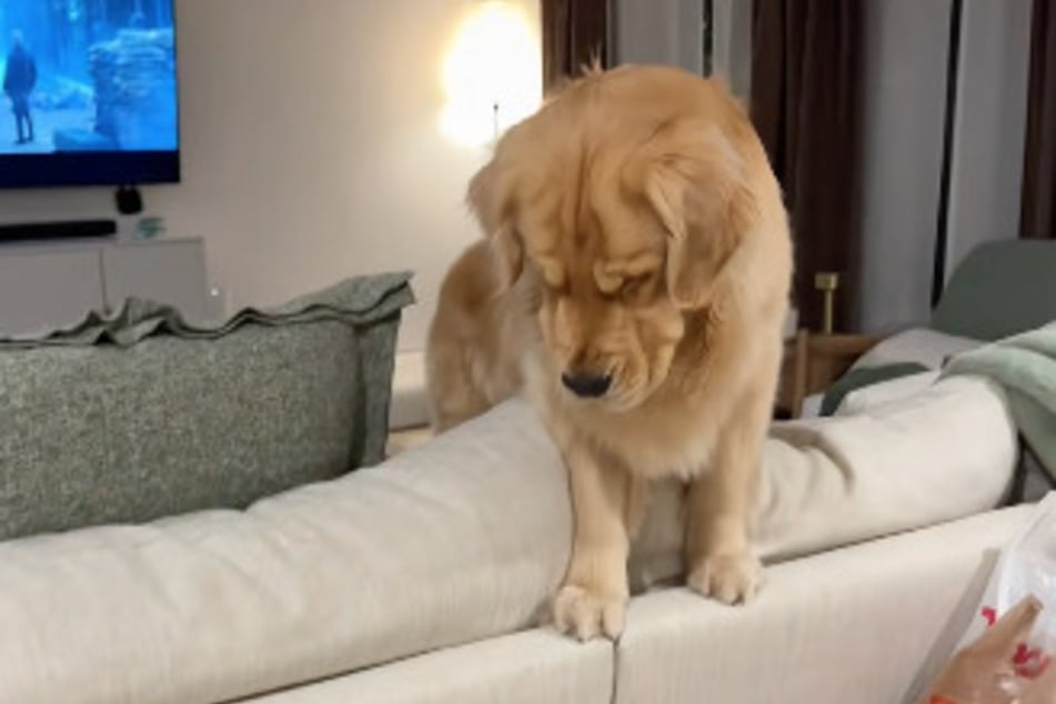 Voller Sorge beobachtete Golden Retriever Reef seinen Bruder.