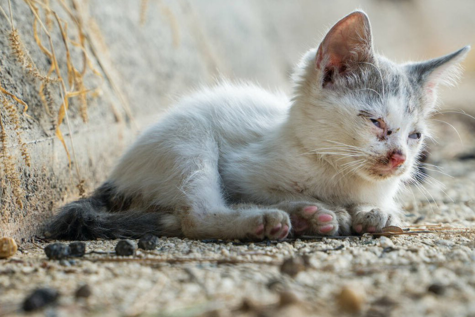 Lost and stray cats: What to do and how to take care of them