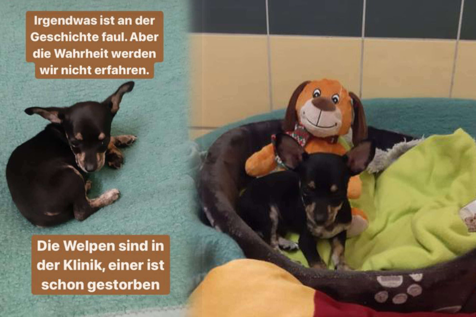 Die im Tierheim Köln-Dellbrück abgegebenen Chihuahua-Welpen waren abgekämpft und schwer krank. Einer verstarb bereits in einer Tierklinik.