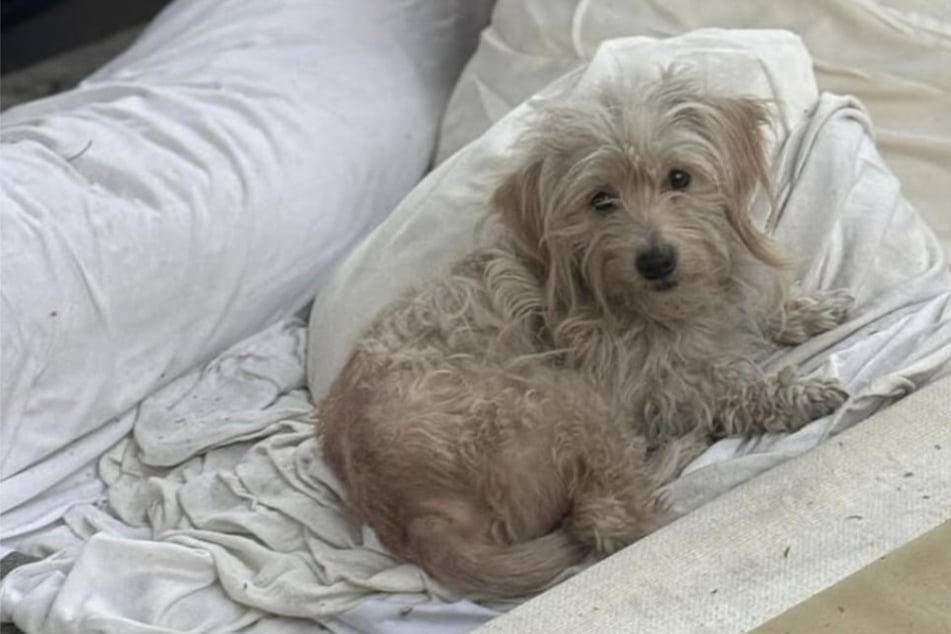 Ausgesetzter Hund hat nichts, außer einer alten Matratze: Was dann passiert, ist herzzerreißend