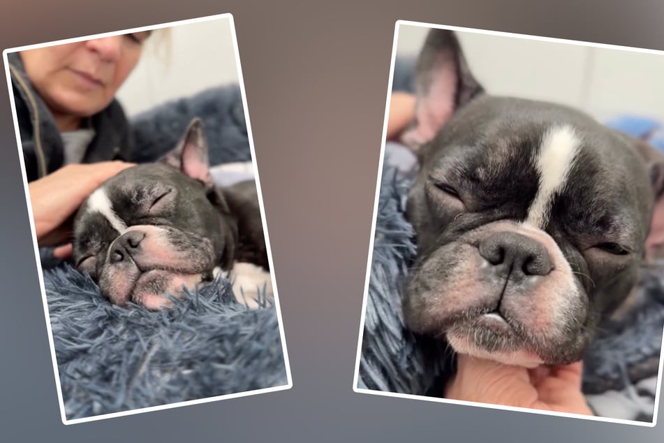 Bulldoggen Hündin Püppi musste sich durch eine Not-OP kämpfen.