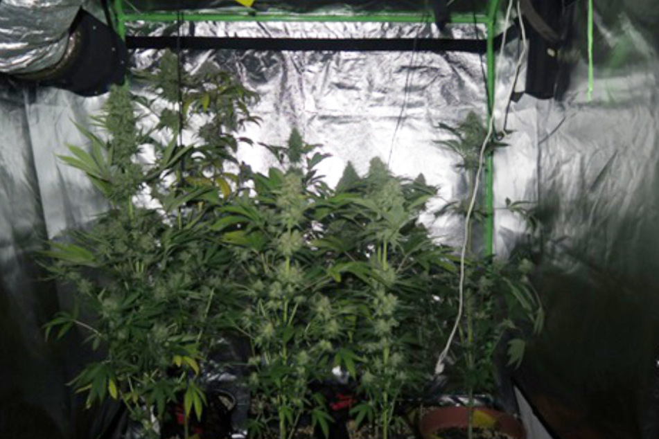 Diese Cannabispflanzen fanden Polizisten in einer Wohnung in Hoyerswerda.