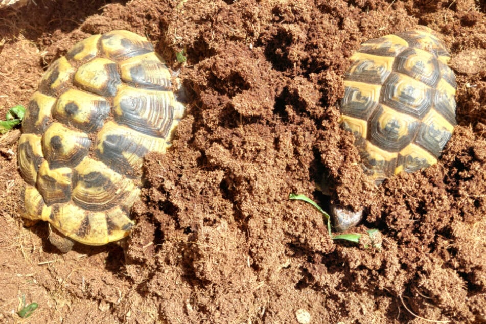 Schildkröten vergraben sich gern komplett, auch während der Winterruhe.