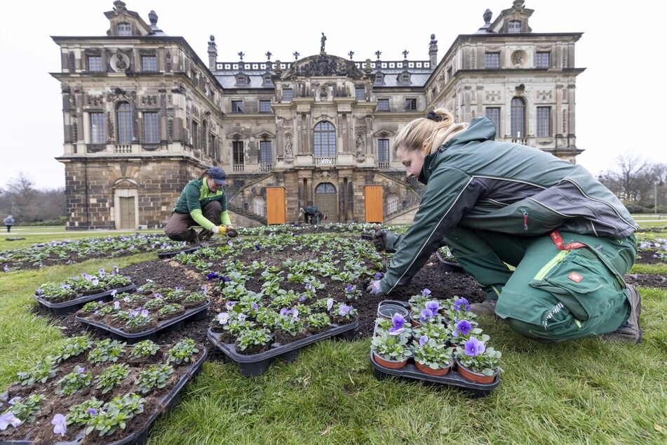 Die Landschaftsgärtnerinnen Lena Jänichen (24, r.) und Jana Sommer (45) bepflanzen das Schmuckbeet am Palais.