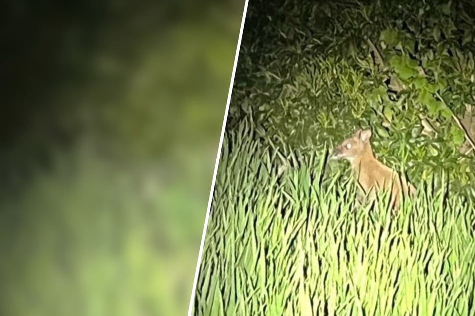 Minikänguru hüpft durch NRW: Polizei schnappt ausgebüxtes Wallaby