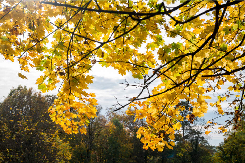 Der Herbst kommt derzeit in Nordrhein-Westfalen mit ungewöhnlich hohen Temperaturen um die Ecke.