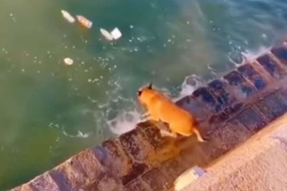 Ein Anblick, den der Hund nicht länger tatenlos ertragen konnte. Das im Wasser treibende Plastik wurmte den Vierbeiner schließlich gewaltig.