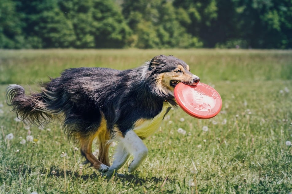 Du solltest den Drang nach Bewegung von Deinem Hund nicht immer unterdrücken. Vielmehr solltest Du ihn dabei unterstützen seinen Bedürfnissen gerecht zu werden.