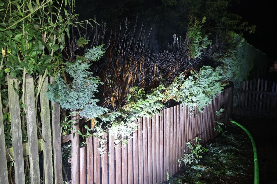 Am Dammweg stand eine Hecke in Flammen.