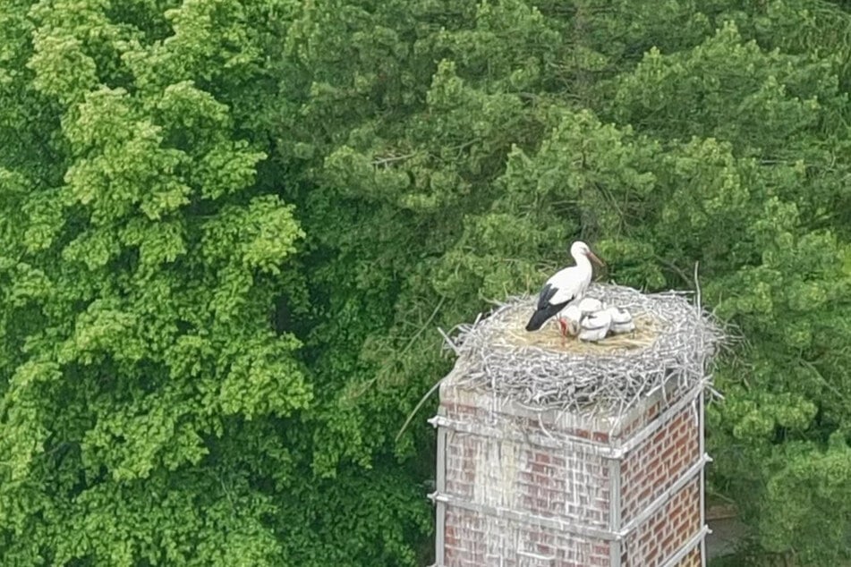 Mit der Erlaubnis der unteren Naturschutzbehörde durfte die Drohne der Gemeinde Bannewitz das Geschehen fotografieren.