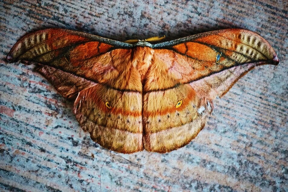 The polyphemus moth, like this moth pictured, has won a Guinness World Record for being greedy (stock image).