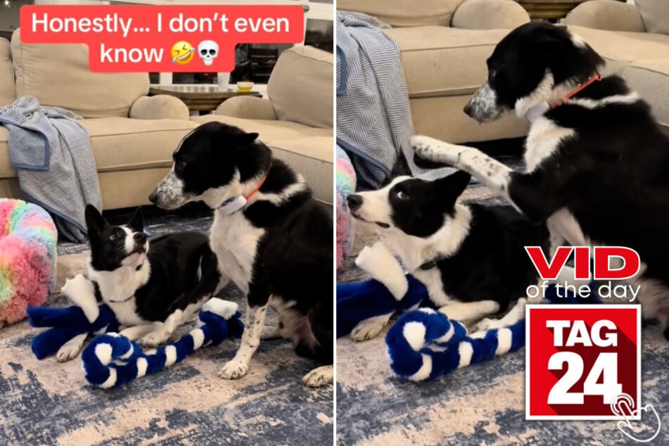 Today's Viral Video of the Day features a couple of dogs who tried keeping each other in check!