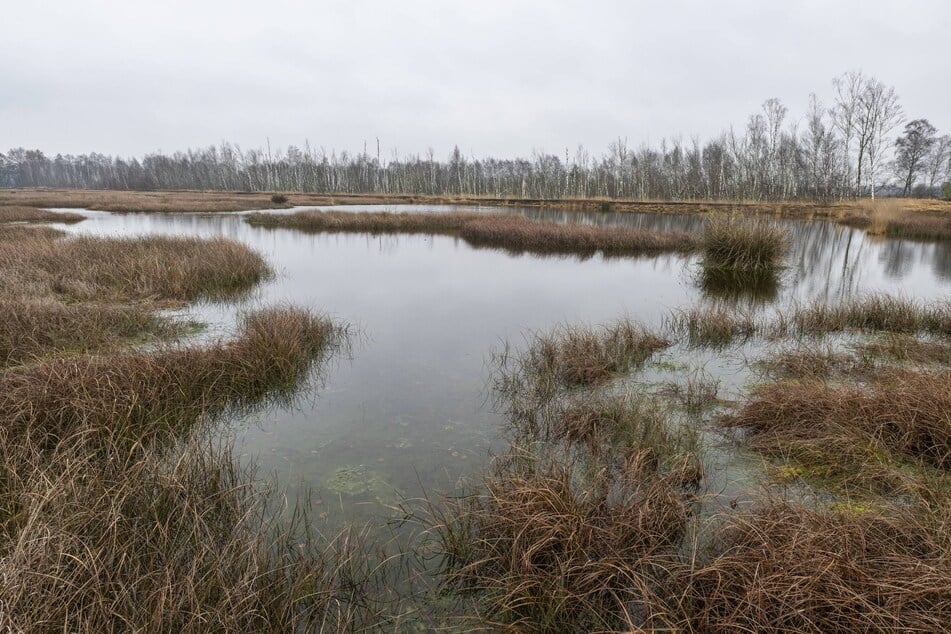 Die artenreichen Waldmoore von Großdittmannsdorf bei Dresden sind gefährdet durch den Kiesabbau bei Ottendorf-Okrilla und die Verfüllung von Gruben mit Bauschutt, argumentieren die Umwelt- und Naturschützer.
