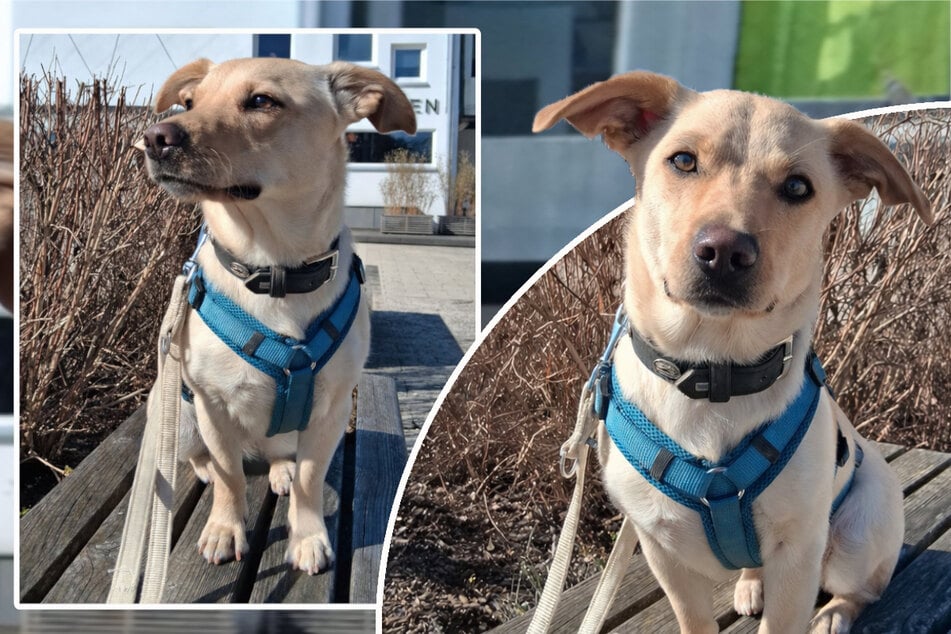 Luna ist im Alltag oft ängstlich und sehnt sich nach einer souveränen Führung.