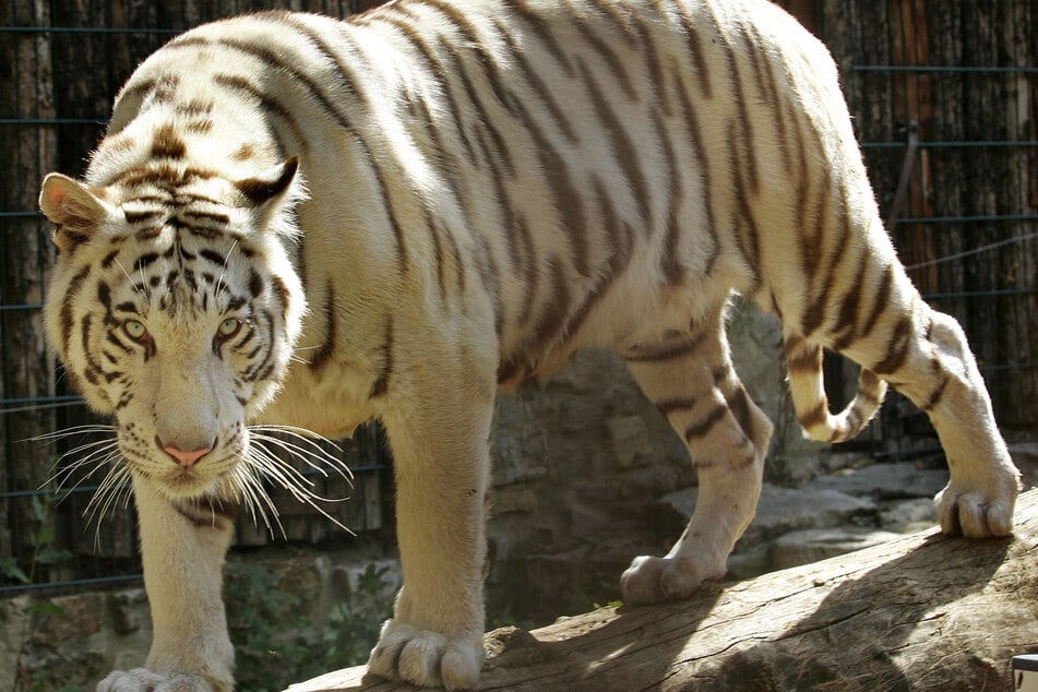 Der weiße Tiger Karim kam im Jahr 2007 in den Zoo Aschersleben. Nun wurde er eingeschläfert. (Archiv)