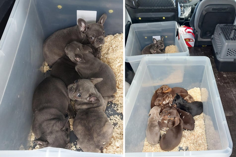 Grenzkontrolle in Sachsen: Kleine Häufchen Elend im Kofferraum entdeckt