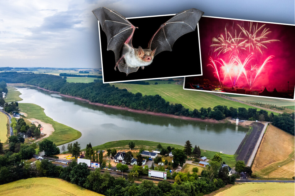 Kein gutes Jahr für die "Kober": Fledermäuse lassen "Pyro Masters" platzen