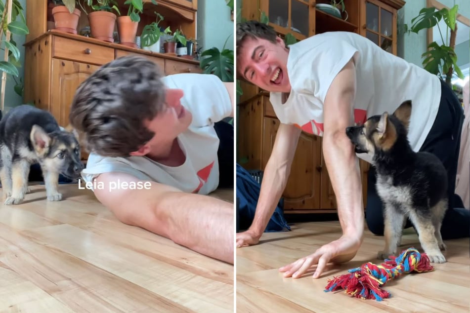 The little German Shepherd dog keeps nipping at the 26-year-old. Leia clearly doesn't like the fact that her human is more interested in his workout than in playing with her!