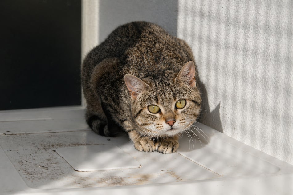 Katze Valentina sucht geduldige Menschen.