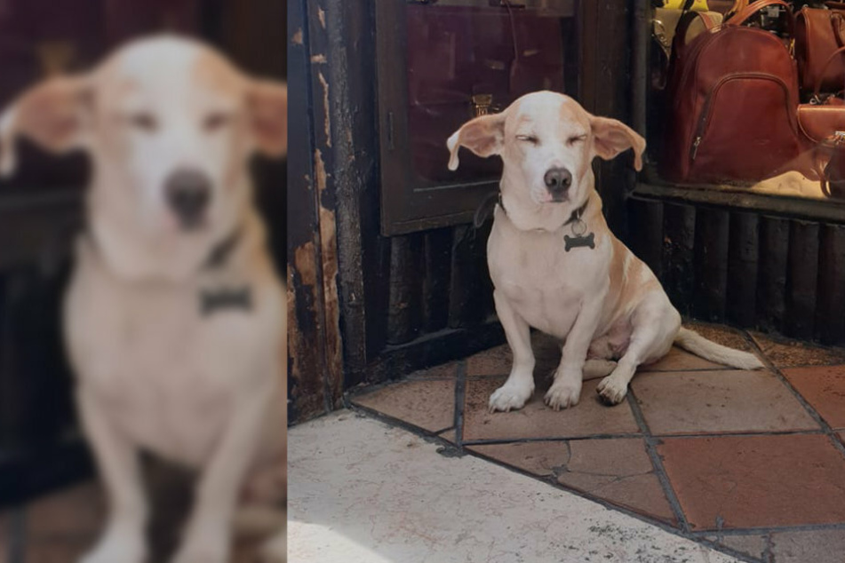 Die Ohren des Hundes brachten Hannah dazu, innezuhalten.