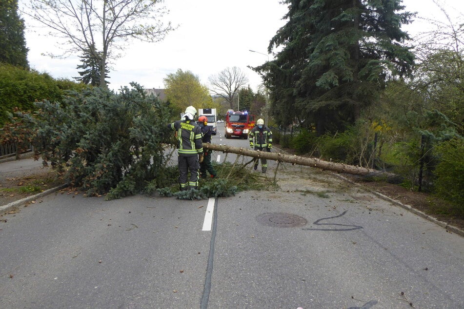 Im Zwickauer Ortsteil Marienthal stürzte ein Baum von einem Grundstück quer auf die Werdauer Straße.