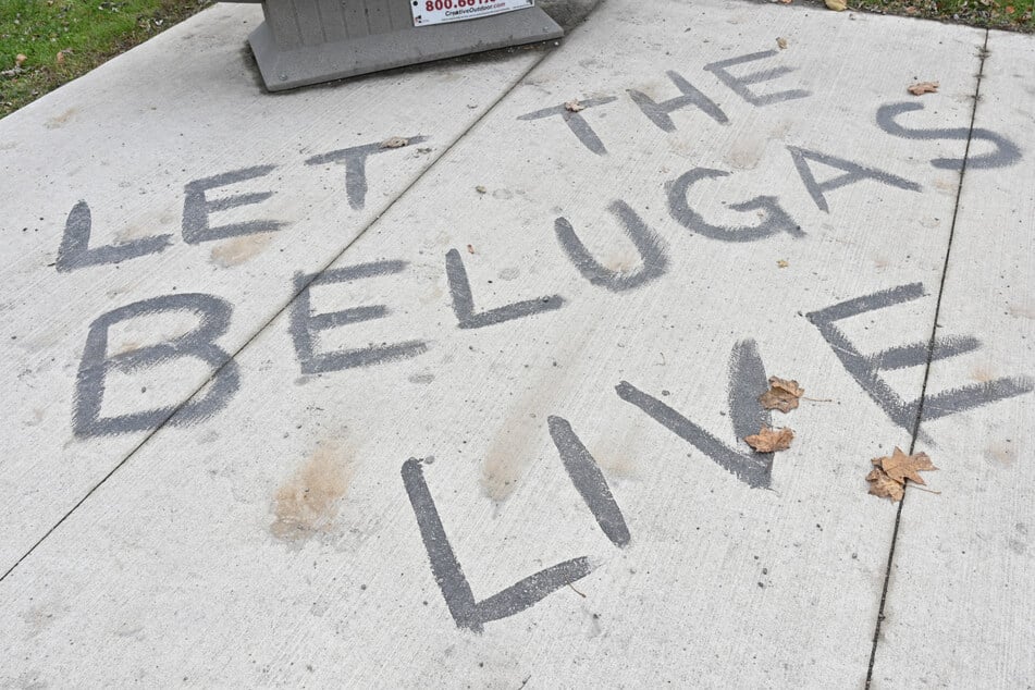 Canada park that threatened to kill whales seeks to sell them to the US