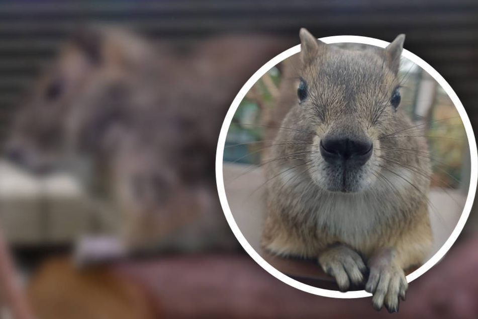 Zoo freut sich über drollige Neuankömmlinge: Wer errät, welches Tier das ist?