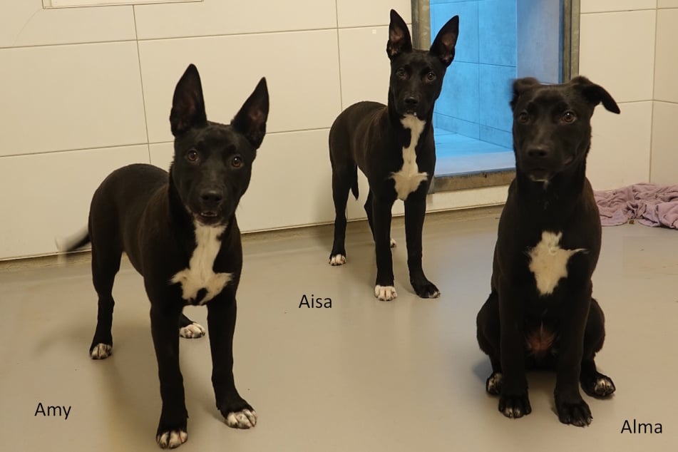 Amy, Aisa und Alma haben eine schreckliche Vergangenheit hinter sich, blicken aber trotzdem hoffnungsvoll in die Zukunft.