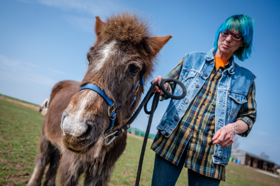 Santino ist Sachsens ältestes Pony: Am Montag wird der Hengst 41 Jahre alt
