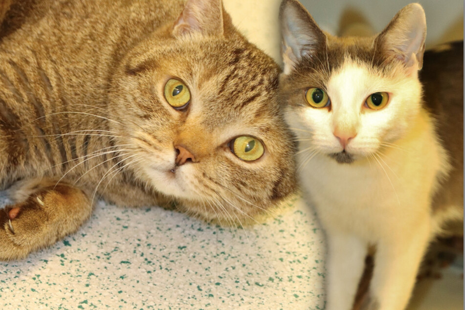 Im Tierheim gestrandet: Kater Joseph und Katze Emilia hoffen auf Happy End