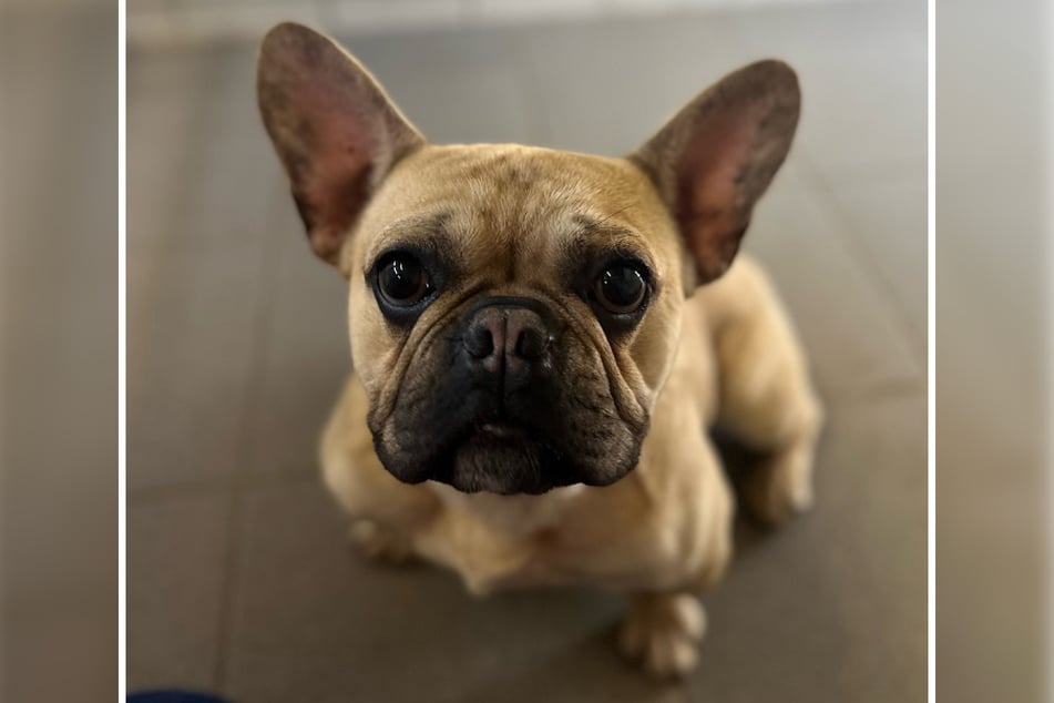 Henky kam als Fundhund ins Frankfurter Tierheim, das nun eine neue Heimat für den Rüden sucht.