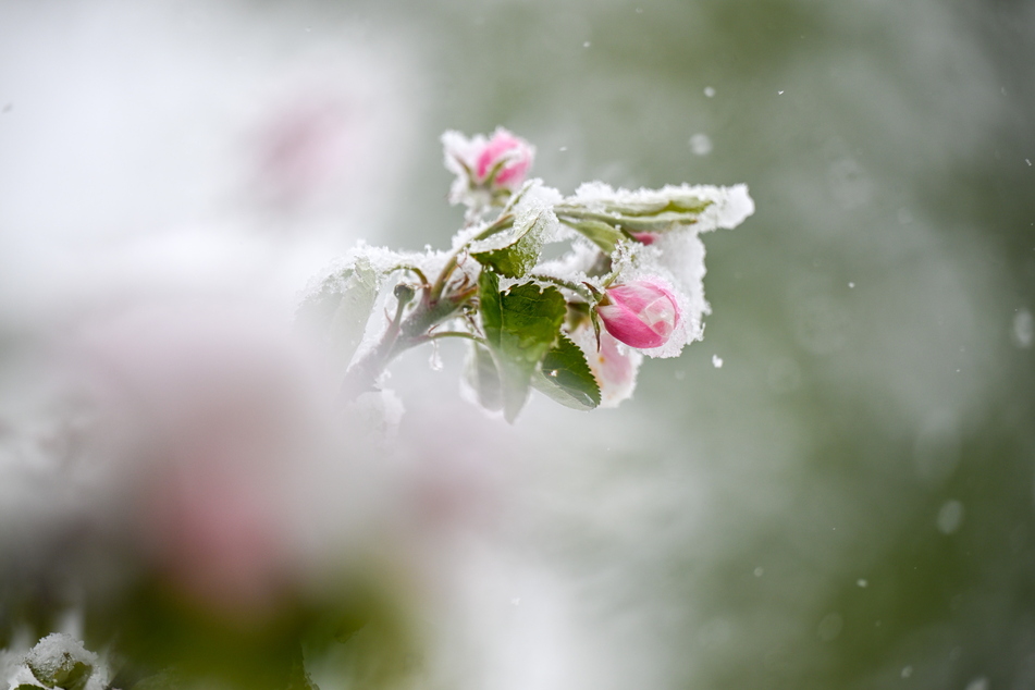 Bizarre Schönheit, Schrecken der Obstbauern. Im April zerstörten Schnee und Eis auf den Blüten der Apfelbäume die komplette Ernte.