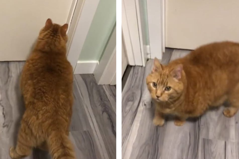 Cat who mirrors Garfield transforms into a sweet "alarm clock"