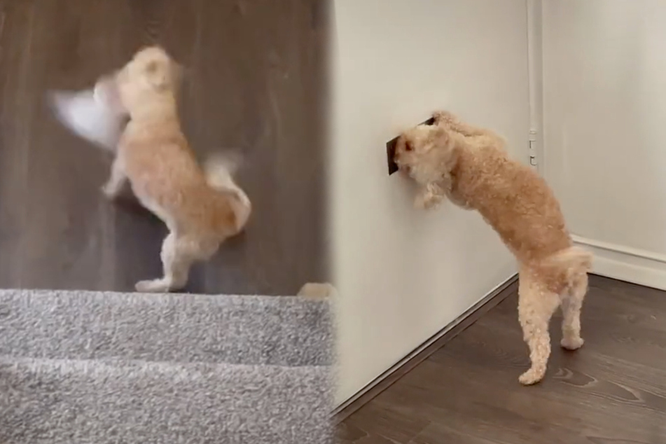 Toy poodle fiercely defends her home from an unwanted intruder: the mail!