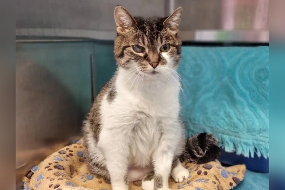 Katzen-Oma Rosalie aus dem Hamburger Tierheim ist auf der Suche nach einem Zuhause.